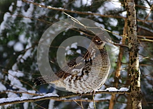 SPRUCE GROUSE IN THE WINTER