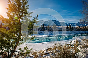 Spruce grows on the bank of the mountain river. Spruce branch on the background of snow-capped mountains in the sunlight, close-up