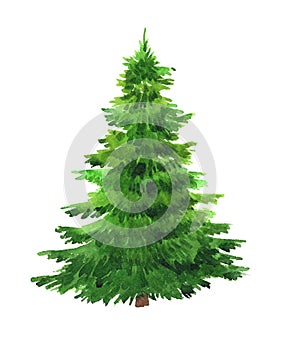 Spruce isolated on a white background
