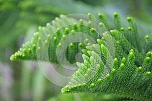 Spruce leaf shoots with abstract patterns and shapes