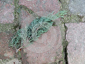 Small plant growing through flagstones photo