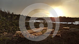 Spruce logs ready for transport