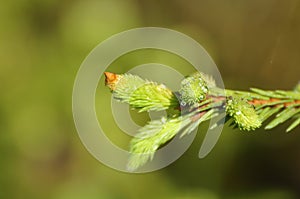 Spruce Needles