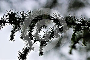 Spruce needles on the branch as a close-up in the backlight
