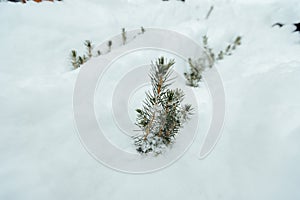 Spruce seedlings grow under the snow