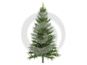 Spruce_(Picea)