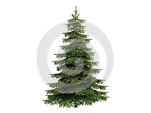 Spruce_(Picea)