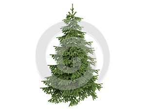 Spruce_(Picea)