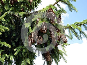 Spruce Picea abies with the cones