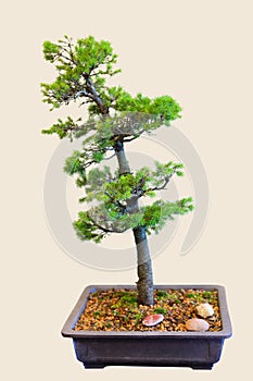 Spruce Pine Bonsai