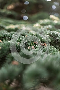 Spruce pine cedar fir fluffy branches with green needles prickles close-up, young brown cones. Evergreen trees.
