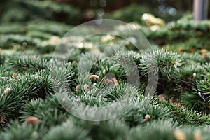 Spruce pine cedar fir fluffy branches with green needles prickles close-up, young brown cones. Evergreen trees.