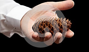 Spruce pine cone in hand isolated on black
