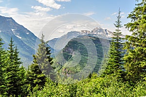 A Spruce Pine Forest Frames the Snowcapped Mountains of Glacier National Park