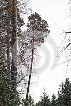 Spruce pine forest in winter tall pine forest landscape