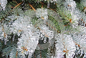 Spruce, pine needles. Tree in ice.