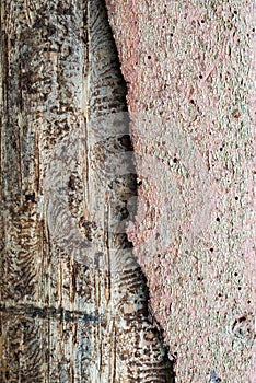 Spruce pine tree bark beetle infection bark close-up