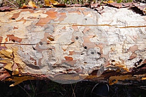 Spruce pine tree bark beetle tunnels infection bark close-up