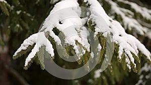 Spruce and pine tree branches covered with snow. Winter day in snowy fir tree forest, Christmas season and new year