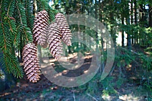 Spruce pine tree branches in the forest