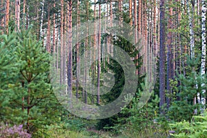 Spruce in the pine tree forest. Summer in the woods