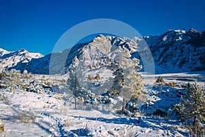Spruce and pine trees covered with snow on the background of snow-covered mountain slopes and bright blue sky on a sunny winter