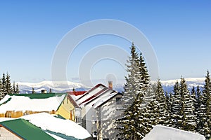 spruce pine trees and retro wooden village rural house in snow in winter forest in mountains