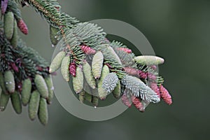 Spruce Pinecones on the Tree