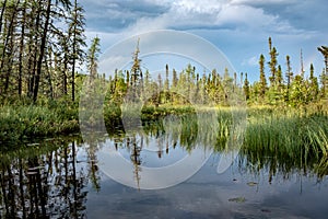 Spruce reflexion in Les Grands-Jardins National Park, Quebec