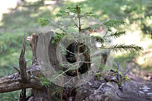 The spruce sapling growing from the rotting stump