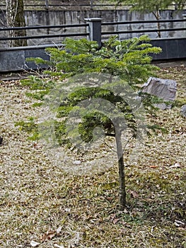 Spruce sapling in the vicinity of Borjomi Park