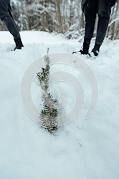 Spruce seedlings grow under the snow