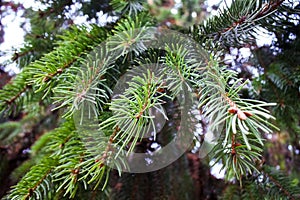 Spruce with sharp needles