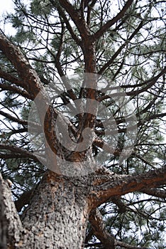 Spruce on the sky.