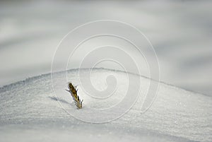 Spruce in snow