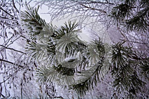 Spruce in the snow. photo