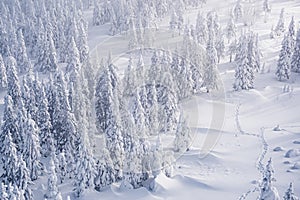 Spruce snow forest in winter scenery. Trees on frost covered hillside