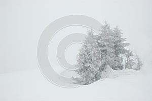 Spruce in snow storm