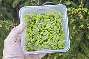 Spruce sprouts