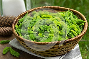 Spruce sprouts and cones, sugar, jars, ingredients for making coniferous syrup.