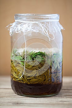 Spruce sprouts syrup - making of