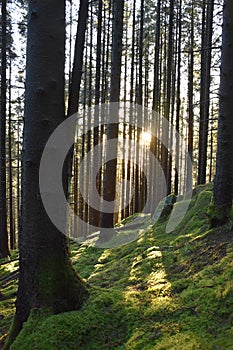 Spruce, sunset, january, moss, siluette, ground, green, vertical