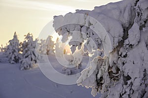 Spruce in the sunset under a snow hat