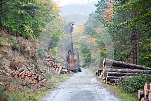 Spruce Timber Logging in the forest