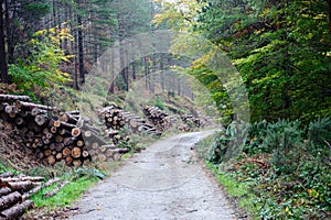 Spruce Timber Logging in the forest