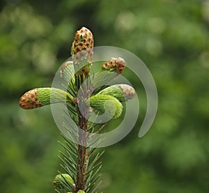 Spruce Tip, Alaska photo