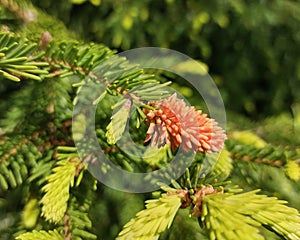 Spruce tip rust (Chrysomysa species) infection in a spruce tree