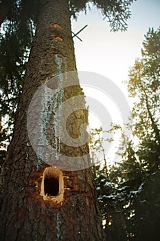 Spruce Tree