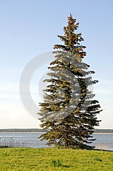 Spruce tree photo