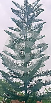 The spruce tree at the. Afternoon wallpaper